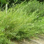 Salix rosmarinifolia - Serevényfűz