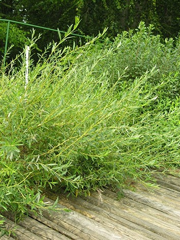 Salix rosmarinifolia - Serevényfűz