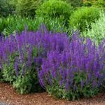 Salvia × sylvestris 'Mainacht' (Erdei zsálya)