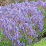 Salvia nemorosa 'Blauhügel' (Ligeti zsálya)