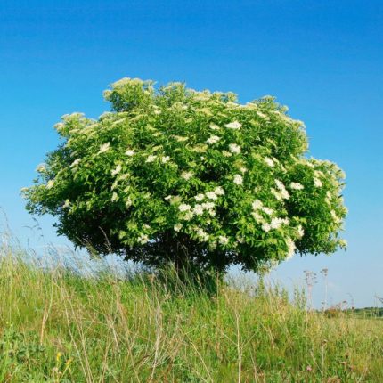 Sambucus nigra - Fekete bodza
