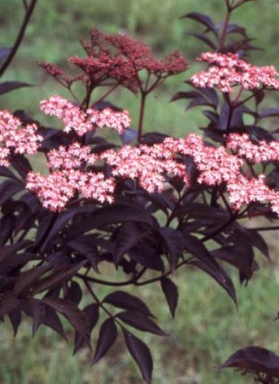 Sambucus_nigra_Black_Beauty_-_Bordo_lombu_bodza Sambucus nigra 'Black Beauty'® - Bordó lombú bodza
