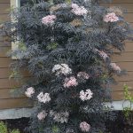 Sambucus nigra 'Black Lace' - Bordó lombú bodza