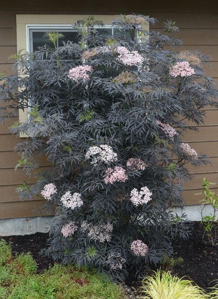 Sambucus nigra 'Black Lace' - Bordó lombú bodza