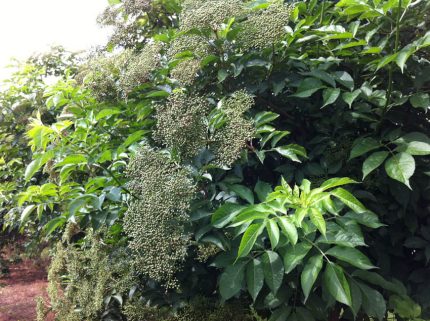 Sambucus nigra 'Haidegg 17' -