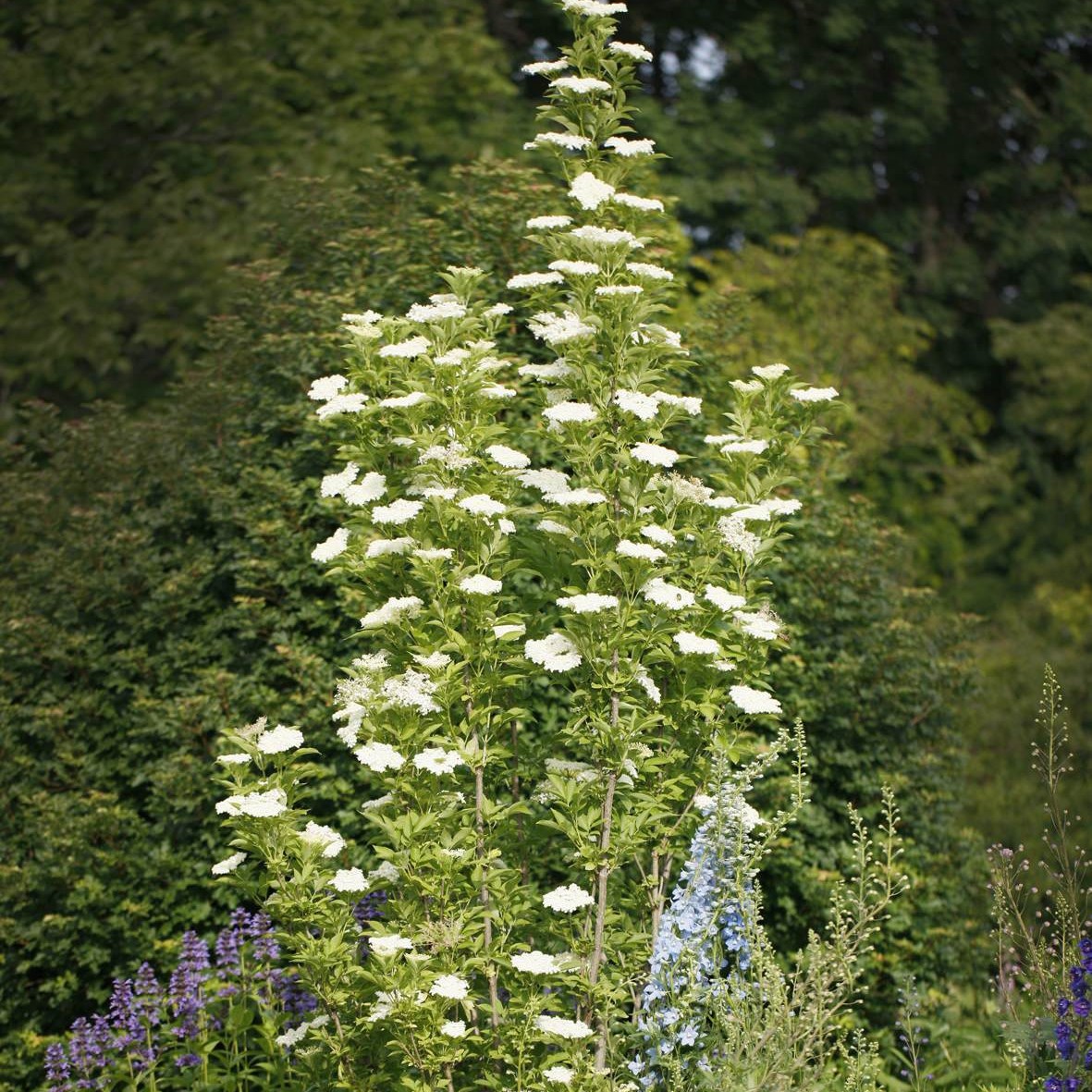Sambucus_nigra_Obelisk_-_Oszlopos_fekete_bodza Sambucus nigra 'Obelisk'® - Oszlopos fekete bodza