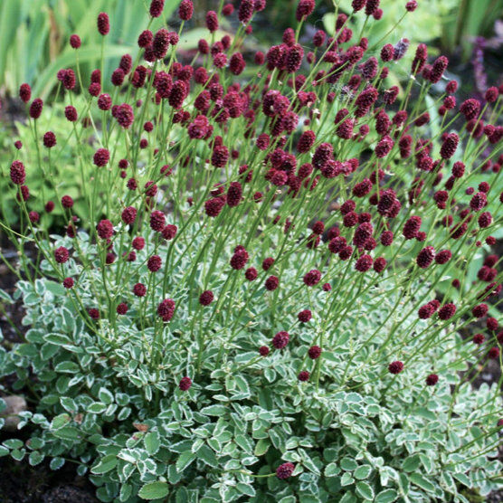 Sanguisorba_minor_Little_Angel_Kis_verfu_-_11x11-es_cserepben Sanguisorba minor 'Little Angel' (Kis vérfű)