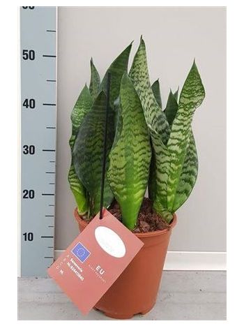 Sansevieria BLACK CORAL