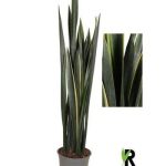 Sansevieria BLACK GOLDEN