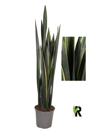Sansevieria BLACK GOLDEN