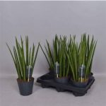 Sansevieria CY EGYENES