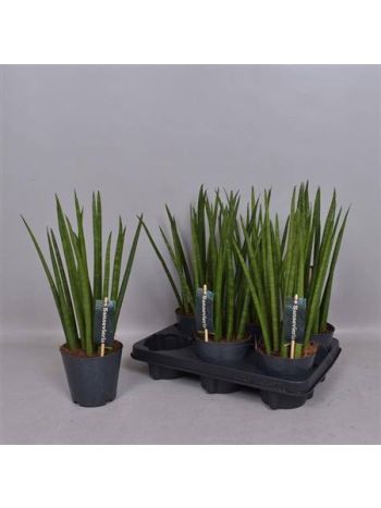 Sansevieria CY EGYENES