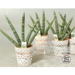 Sansevieria CY HANDSHAKE KASPÓS