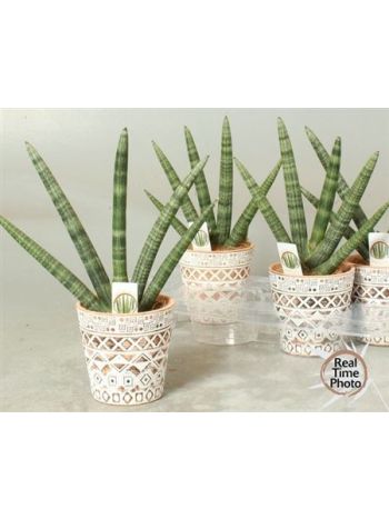 Sansevieria CY HANDSHAKE KASPÓS