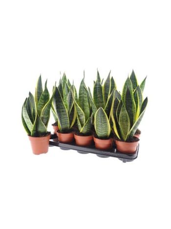 Sansevieria FUTURA SUPERB