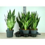 Sansevieria GOLDEN EDGE