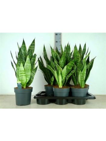 Sansevieria GOLDEN EDGE