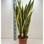 Sansevieria LAURENTII