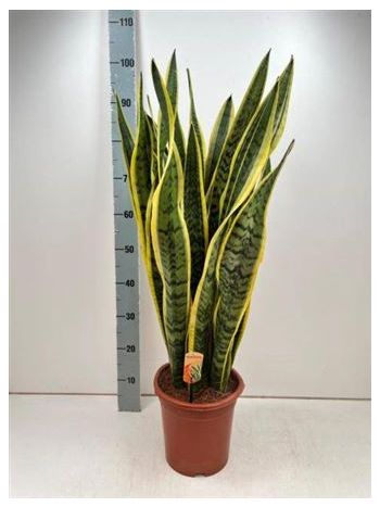 Sansevieria LAURENTII