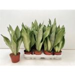 Sansevieria MOONSHINE