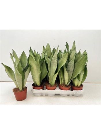 Sansevieria_MOONSHINE Sansevieria MOONSHINE