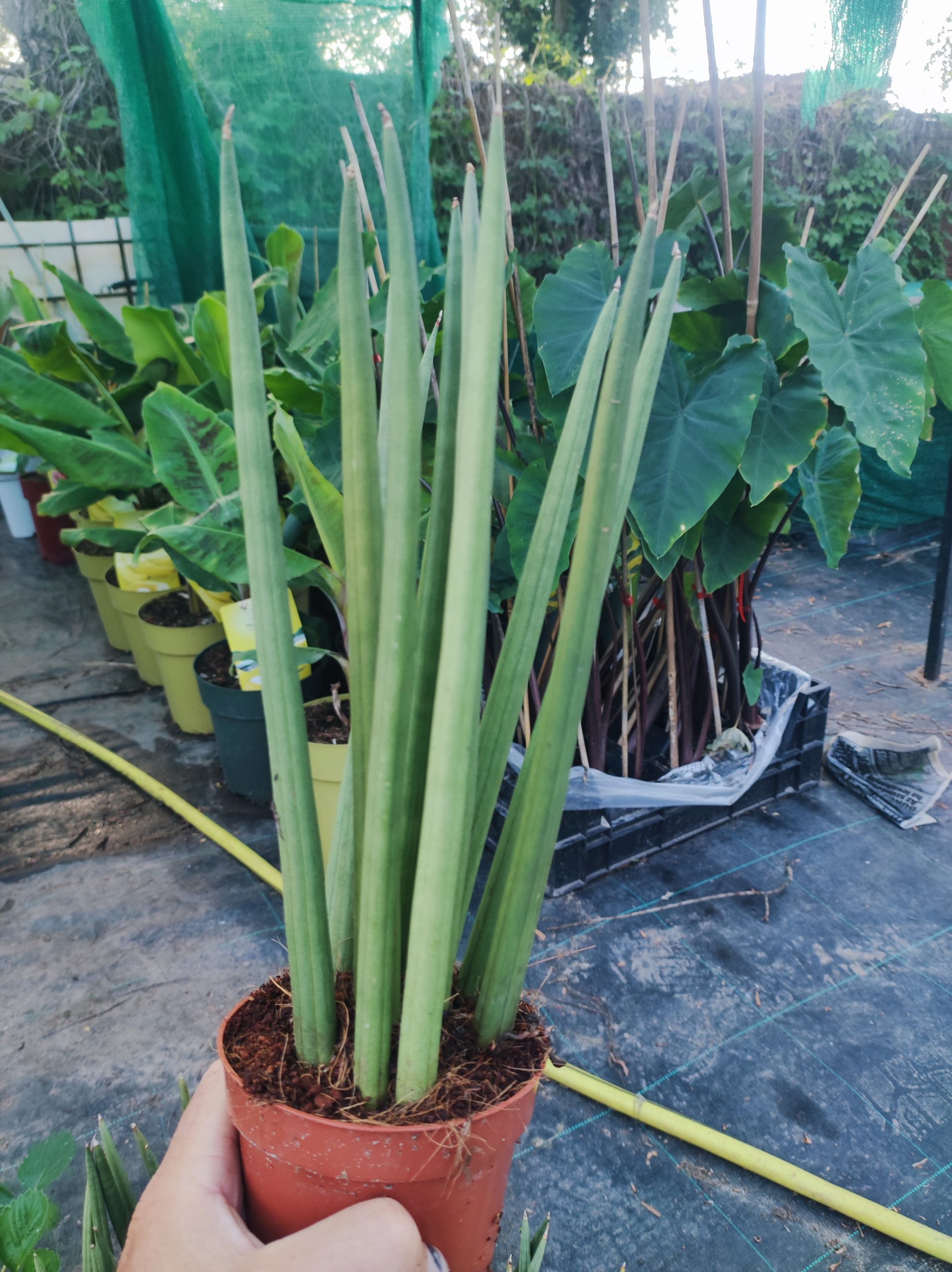 Sansevieria_cylindrica_-_Hengeres Sansevieria cylindrica – Hengeres szanszeviéria (egyenes)