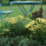 Santolina chamaecyparissus 'Edward Bowles' -