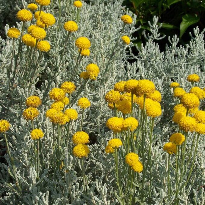 Santolina_chamaecyparissus_Hamvas_cipruska_-_9x9-es_cserepben Santolina chamaecyparissus (Hamvas cipruska)