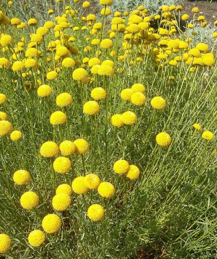 Santolina rosmarinifolia -