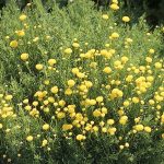 Santolina rosmarinifolius (syn. S. viridis) (Zöld cipruska)