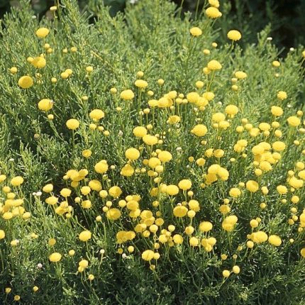 Santolina rosmarinifolius (syn. S. viridis) (Zöld cipruska)