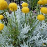 Santolina serratifolia (Cipruska)