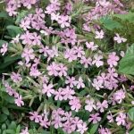 Saponaria lempergii 'Max Frei' (Szappanfű)