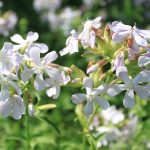 Saponaria officinalis 'Alba Plena' (Orvosi szappanfű)