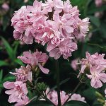 Saponaria officinalis 'Rosea Plena' (Orvosi szappanfű)