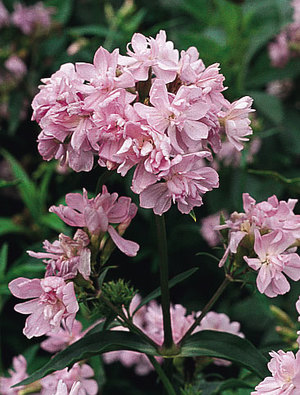 Saponaria officinalis 'Rosea Plena' (Orvosi szappanfű)