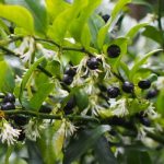 Sarcococca confusa - Bogyóspuszpáng