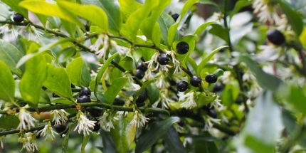 Sarcococca confusa - Bogyóspuszpáng