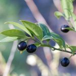 Sarcococca hookeriana -