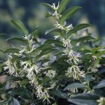 Sarcococca hookeriana humilis - Bogyóspuszpáng