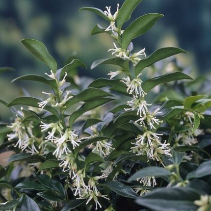 Sarcococca hookeriana humilis - Bogyóspuszpáng