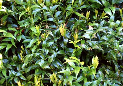 Sarcococca ruscifolia - Hegyeslevelű bogyóspuszpáng