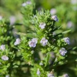 Satureja hortensis (Borsikafű)