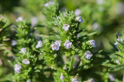 Satureja hortensis (Borsikafű)