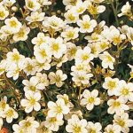 Saxifraga arendsii 'Buttercream' (Mohalevelű kőtörőfű)