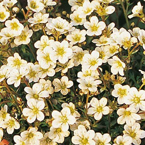 Saxifraga_arendsii_Buttercream_Mohalevelu_kotorofu_-_9x9-es_cserepben Saxifraga arendsii 'Buttercream' (Mohalevelű kőtörőfű)