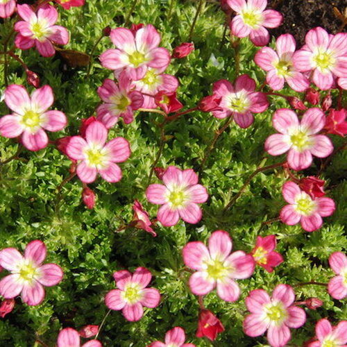 Saxifraga_arendsii_Elf_Rose_Mohalevelu_kotorofu_-_9x9-es_cserepben Saxifraga arendsii 'Elf Rose' (Mohalevelű kőtörőfű)