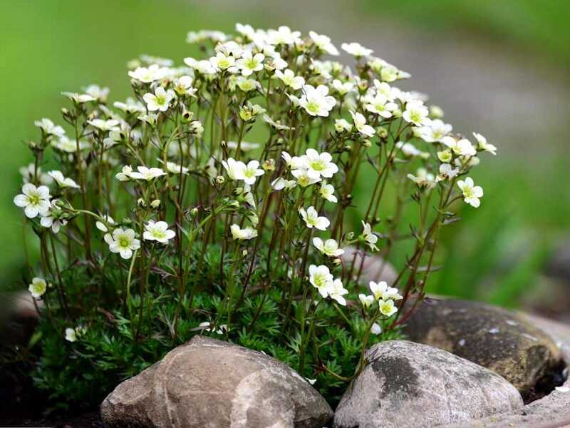 Kőtörőfű Saxifraga arendsii 'Findling' (Mohalevelű kőtörőfű)