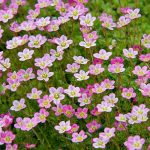 Saxifraga arendsii 'Rose' (Mohalevelű kőtörőfű)