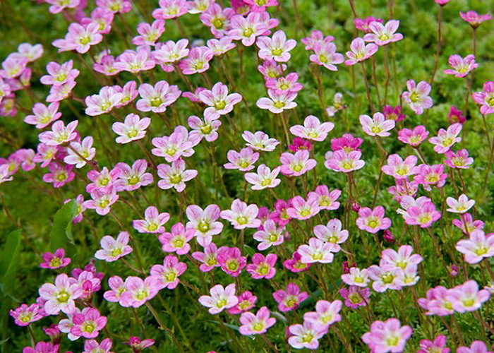 Saxifraga_arendsii_Rose_Mohalevelu_kotorofu_-_9x9-es_cserepben Saxifraga arendsii 'Rose' (Mohalevelű kőtörőfű)